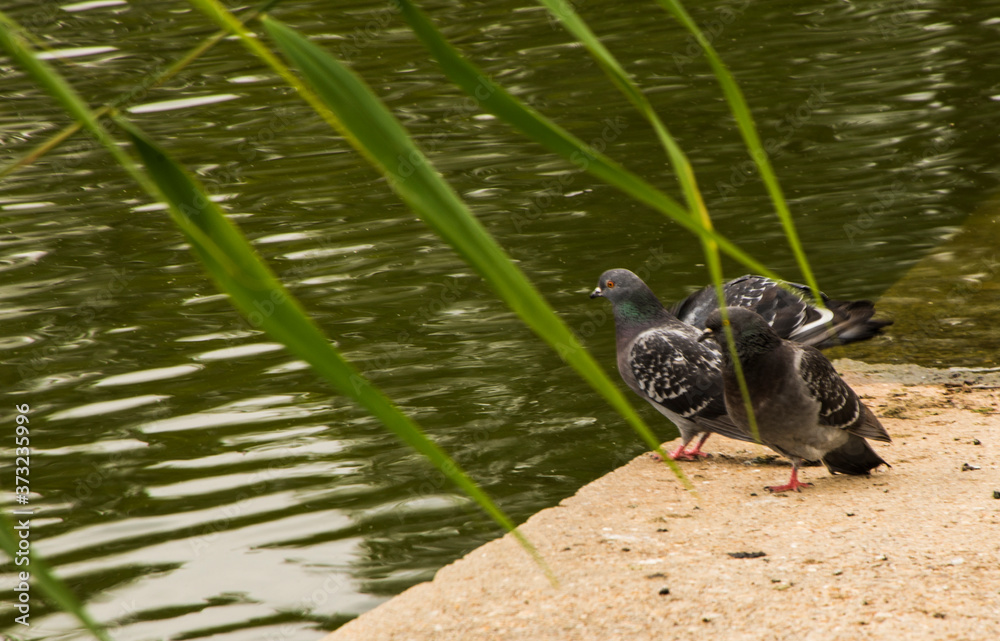 Fototapeta premium duck in the water