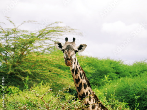 Photography giraffe in safari