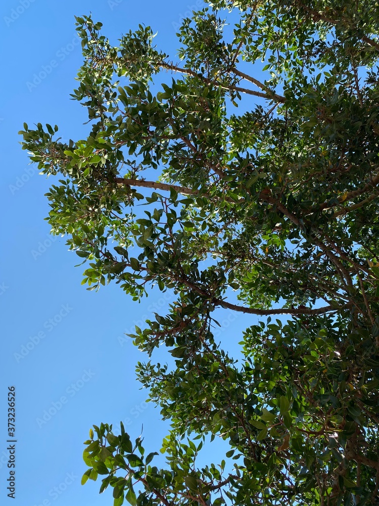 green leaves against blue sky green leaves against blue sky