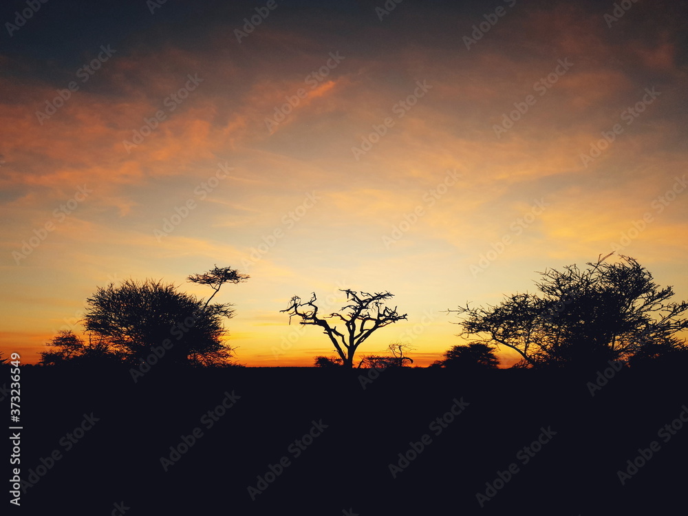Sunset in the savanna