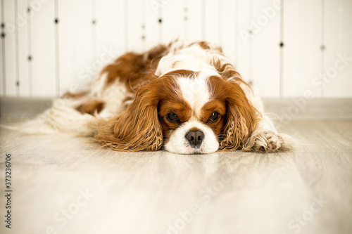 The pet dog is lying on the light floor in the room. Cavalier king Charles Spaniel. The color is Blenheim. Domestic animals. Tired, bored waiting for food, ill