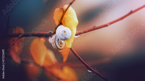 Beautiful autumn background, yellow leaves and a snail, toned photo. Selective soft focus.