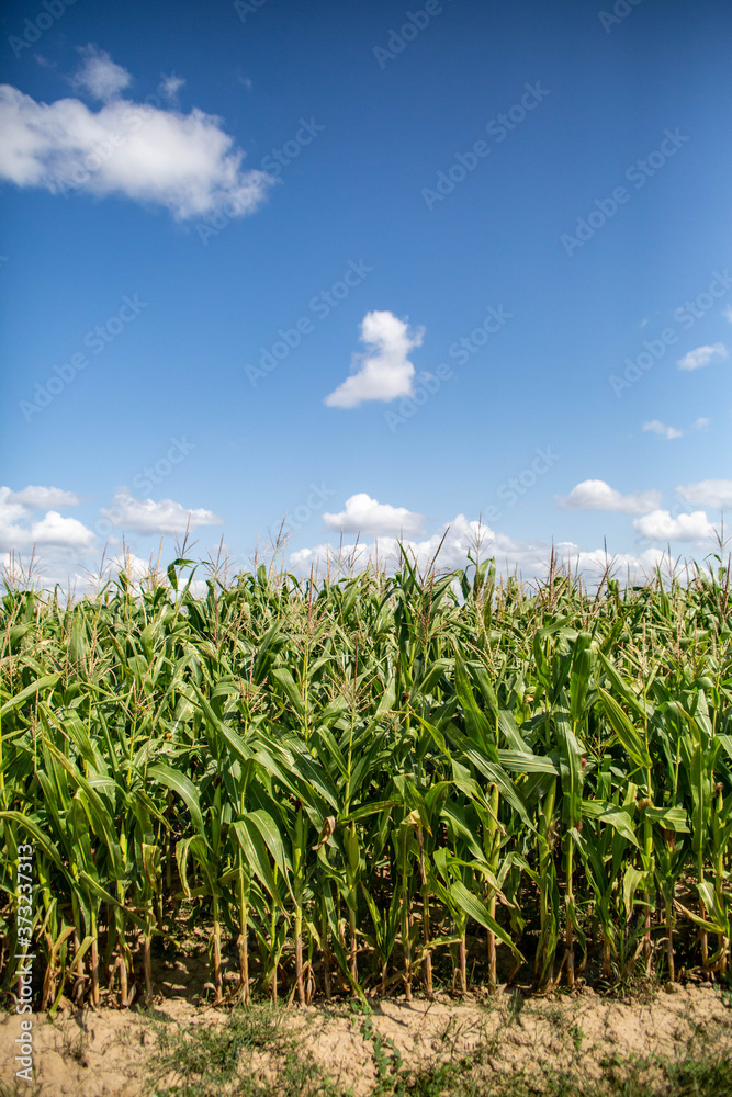 Obraz premium champ de maïs