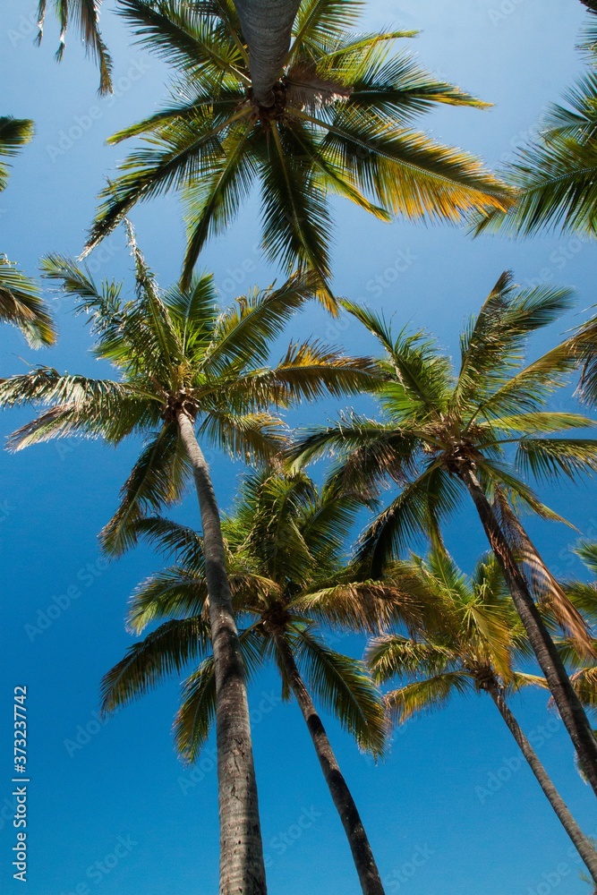 Coconut's palm