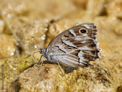 Striped Grayling Butterfly, Hipparchia fidia, by the river Cazuma, Bicorp, Spain photo
