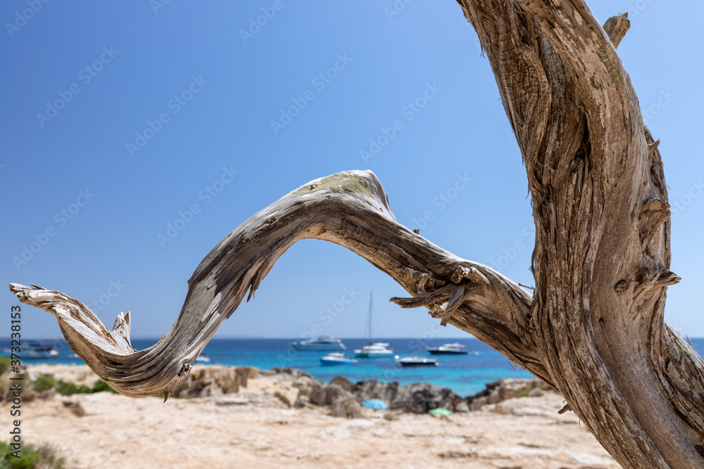 A tree trunk weathered in the sun against the backdrop of a beautiful azure sea. A tree trunk weathered in the sun against the backdrop of a beautiful azure sea.