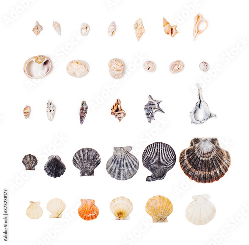 adriatic sea seashells selection isolated on white
