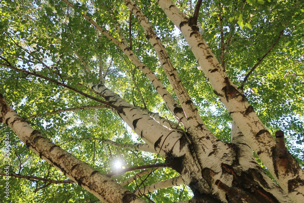 Fototapeta premium Birch tree