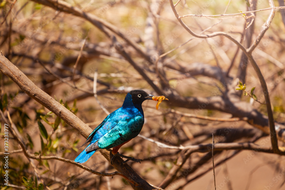 Superb starling bird or Lamprotornis superbus perched on branch, Lake Naivasha, Kenya Superb starling bird or Lamprotornis superbus perched on branch, Lake Naivasha, Kenya