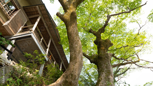 森林の中に建つ古民家 photo