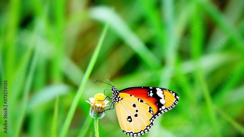 Thai butterfly in pasture flowers Insect outdoor nature butterfly on grass Thai butterfly in pasture flowers Insect outdoor nature butterfly on grass