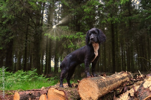 Fototapeta working cocker spaniel 