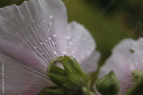 Perle d'eau