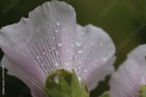 Perle d'eau