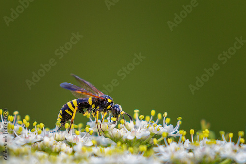 Tenthredo marginella on a white flower in the summer photo