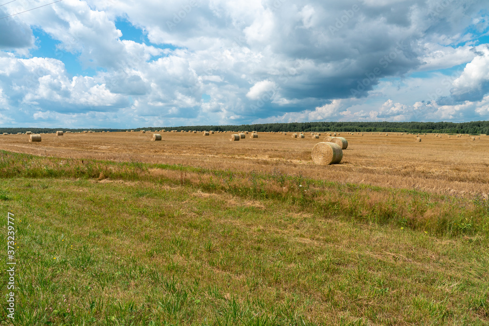 sheaf of straw in the field. village landscape