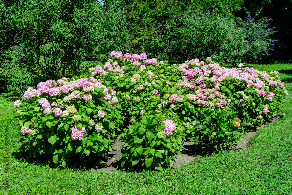 Magenta pink hydrangea macrophylla or hortensia shrub in full bloom in a flower pot, with fresh green leaves in the background, in a garden in a sunny summer day.