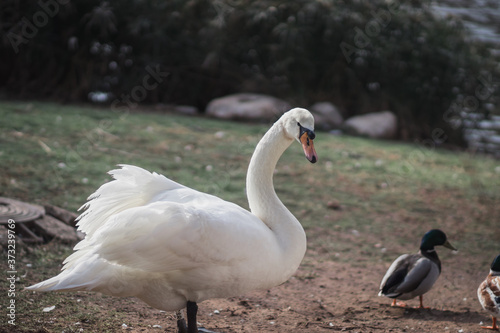 A swan stands on the grass in a zoo in Jerusalem, Israel