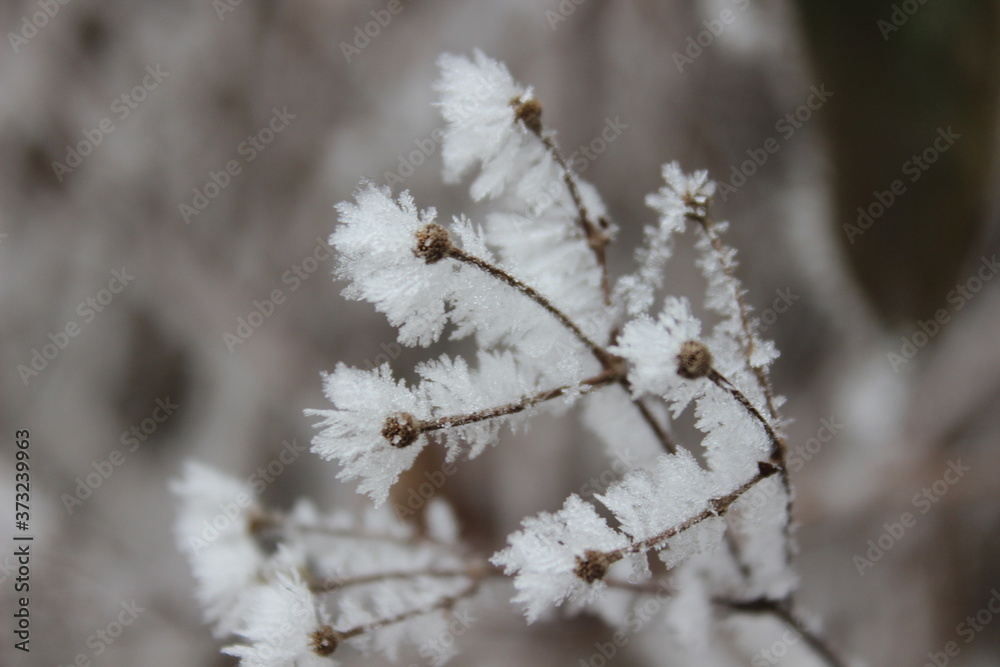 snow covered branches of tree