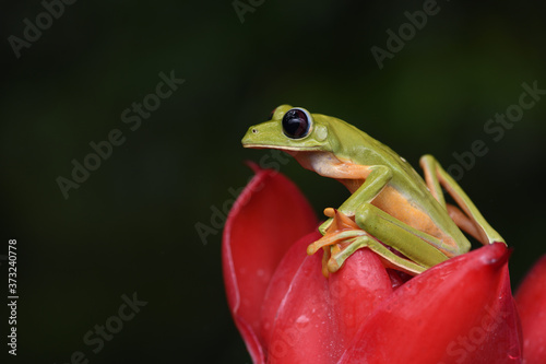 Orange-sided Gliding Leaf frog on red flower