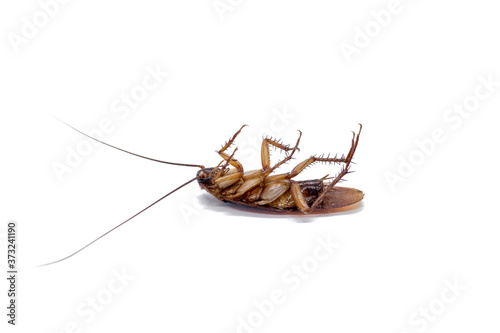 Cockroaches are carriers of the disease