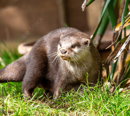 otter on the grass