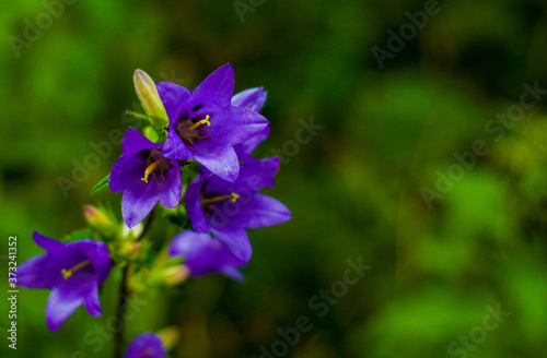 Flawer,natura,plant,garden,close-up