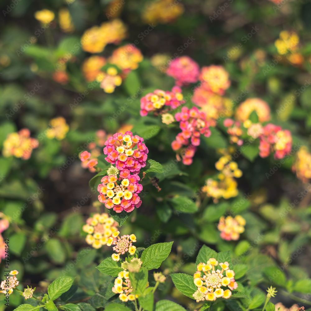 nature flowers background