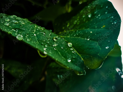 water drops on a leaf