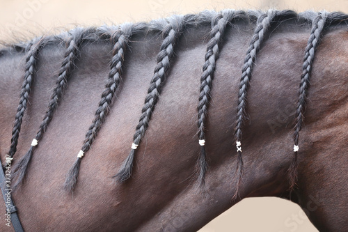 Wallpaper Mural Braided horse mane. Bay colored horse with black mane with braids Torontodigital.ca