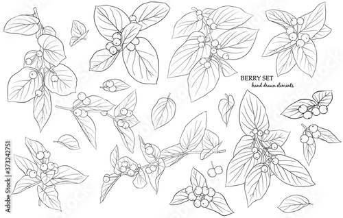 Set of twigs, leaves and berries. Hand-drawn graphics in black and white style. A sketch for drawing.