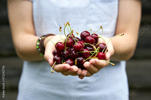 The girl holds ripe cherries in her palms. Close-up. © k_e_n