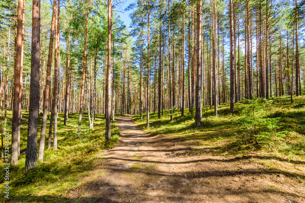 Obraz premium Picturesque pine forest. Vyaryamyanselkya ridge - environmental route in Leningradskaya oblast, Russia