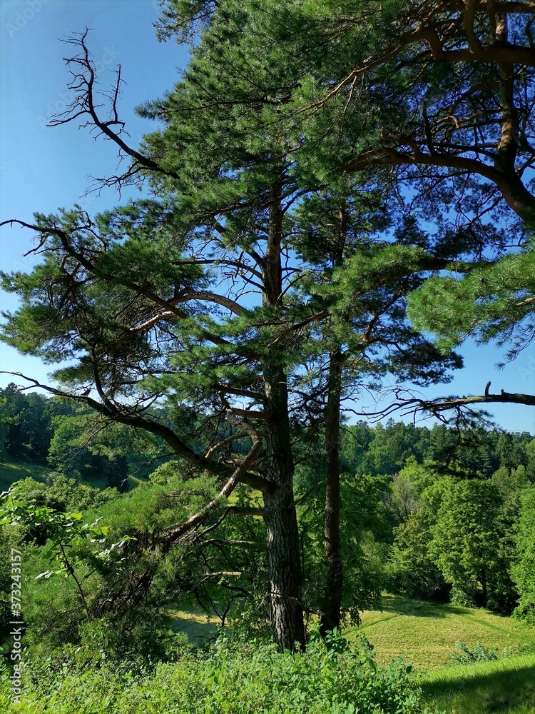 An old pine tree spread its bare branches like tentacles, looking for support on the steep slope of a green hill, and below there are summer meadows in the sunlight and green forest under a blue sky. An old pine tree spread its bare branches like tentacles, looking for support on the steep slope of a green hill, and below there are summer meadows in the sunlight and green forest under a blue sky.