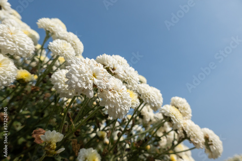 beautiful white chrysanthemum farm © ChenPG