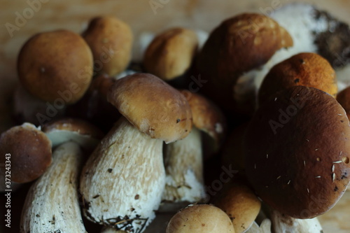 fine porcini mushrooms collected in the Leningrad region