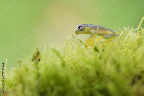Ghost Glass Frog in moss