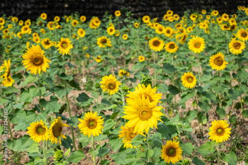 sunflowers farm with yellow flowers