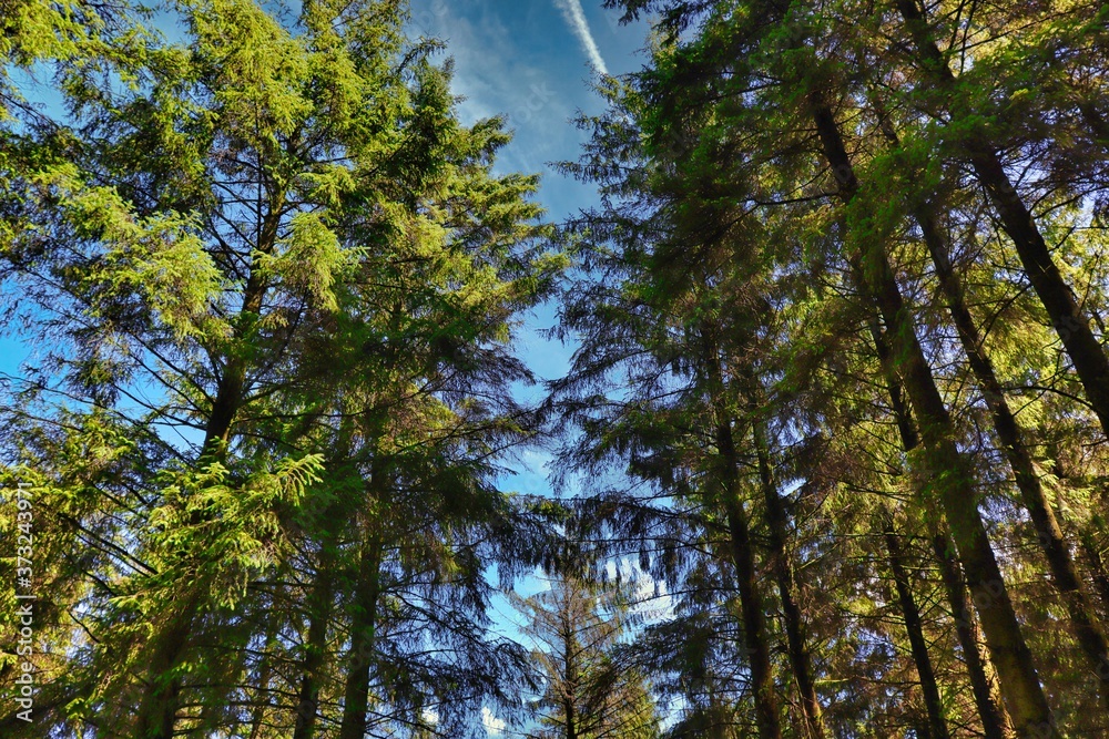 trees and sky trees and sky