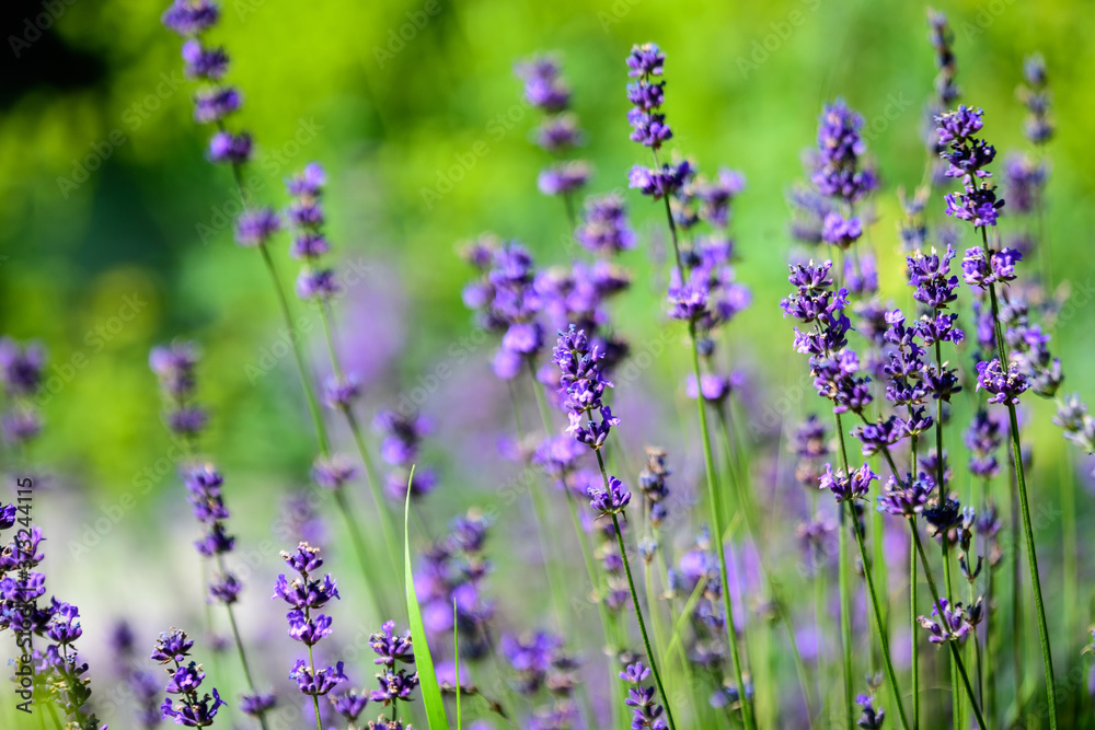 Obraz premium Many small blue lavender flowers in a sunny summer day in Scotland, United Kingdom, with selective focus, beautiful outdoor floral background.