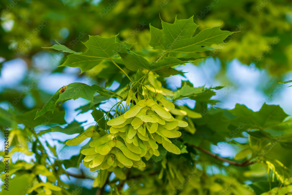 Ahornsamen im Frühling