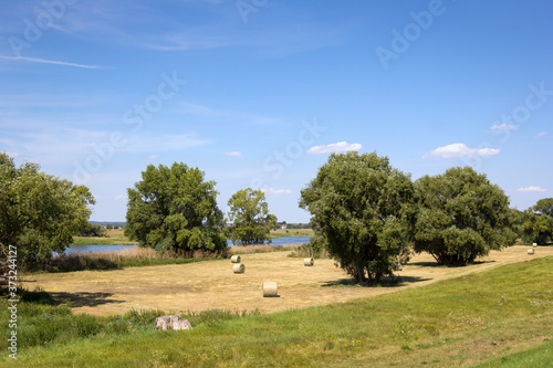 Obraz na płótnie Landscape near the Elbe River and Magedburg. Magdeburg is defined by untouched nature. w salonie