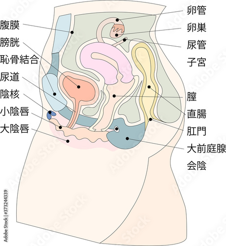 女性生殖器イラスト3日本語説明付き