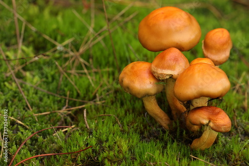  The common fungus in the moss. 