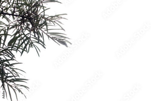 Fototapeta Naklejka Na Ścianę i Meble -  White Willow. Salix alba. Branches of a white willow. Salicaceae Family. Vegetable background with leaves White Willow horizontally. Close up. Macro.