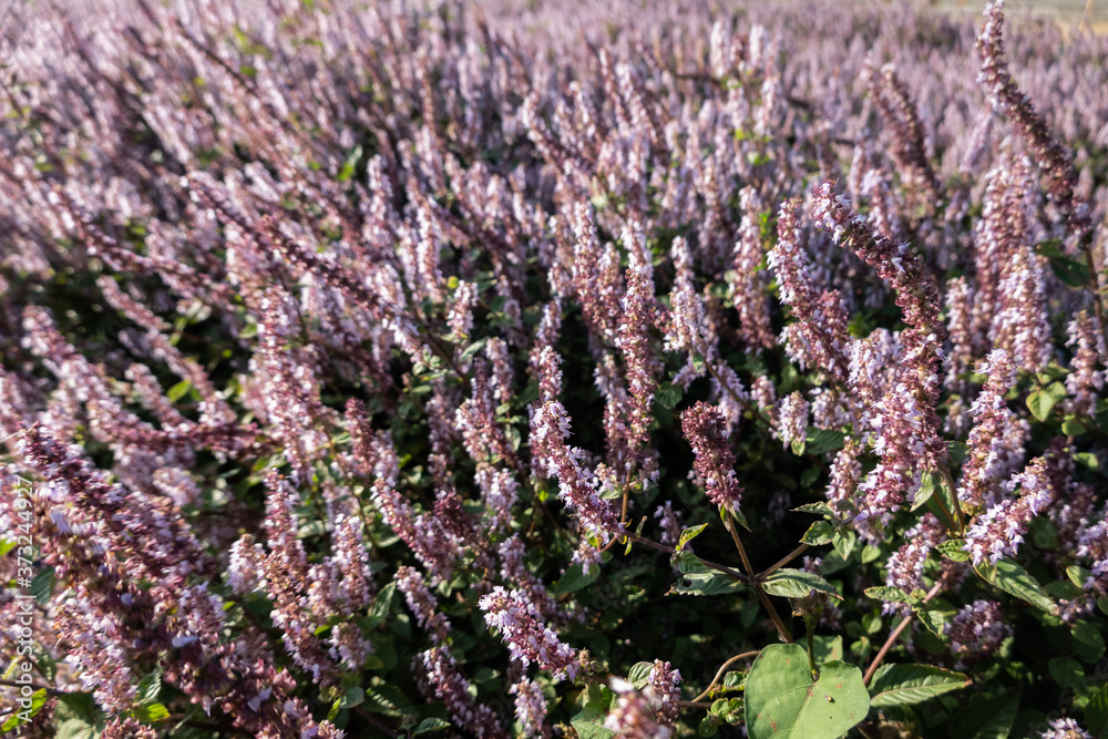 Obraz premium pink purple mesona flowers