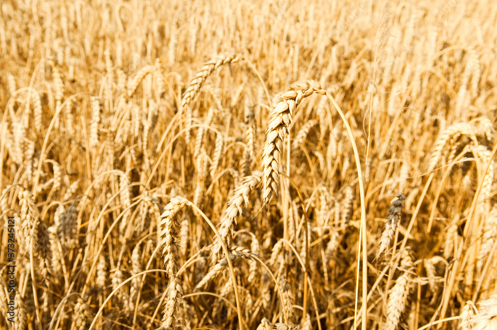 Fototapeta premium Gold wheat field background. Backdrop of ripening ears of yellow cereal field ready for harvest growing in a farm field. Copy space for your advertising text message.