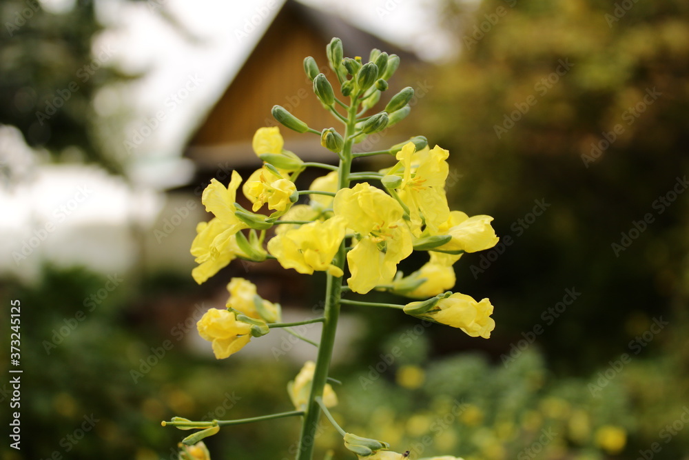 Obraz premium yellow flowers in the garden