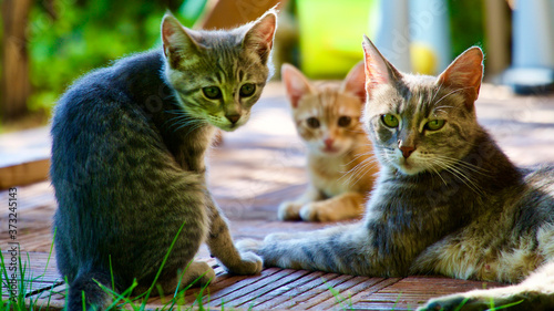 Photography Domestic mother cat and her kittens