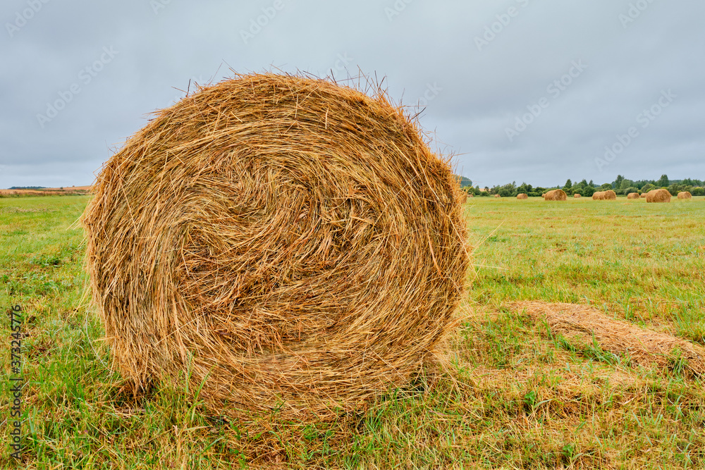 Close-up haystack in the form of rolls on an agricultural field. Close-up haystack in the form of rolls on an agricultural field.
